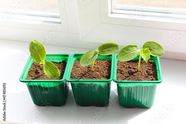 Obraz Young shoots, sapling seedlings are growing