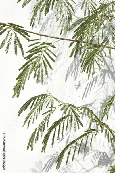 Obraz Tree foliage shadow in the sun with shadows