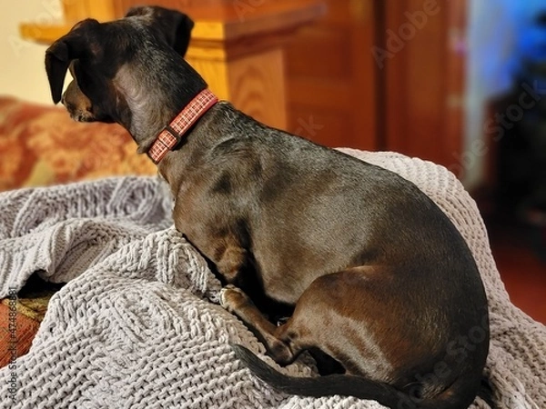 Fototapeta great dane dog