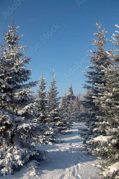 Obraz forest in winter