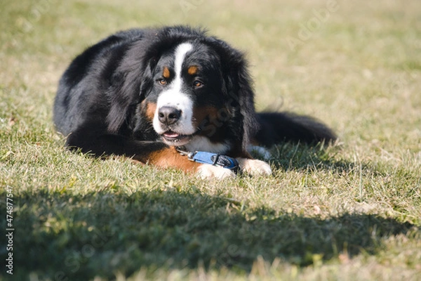 Obraz 草原に丸くなって座るバーニーズマウンテンドッグ