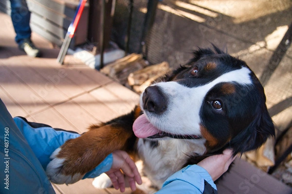 Obraz 舌を出して人を見上げるバーニーズマウンテンドッグ