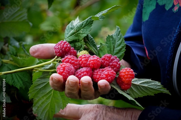 Fototapeta A handful of fresh raspberries in the hands of an old woman