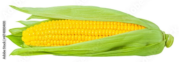 Obraz ear of corn isolated on white background