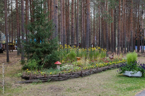 Fototapeta autumn in the forest