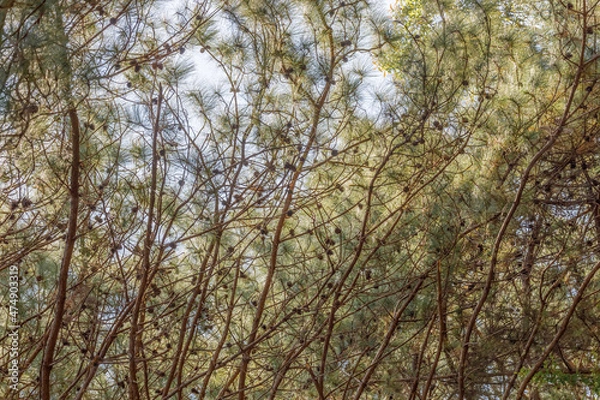 Fototapeta Pine Cone Clusters on a Pine Trees