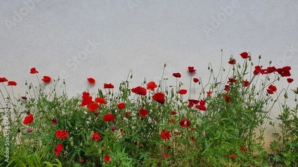 Obraz Papaveri