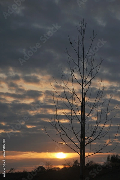 Obraz 沈む太陽に照らされて立つ葉が全部落ちた一本の木