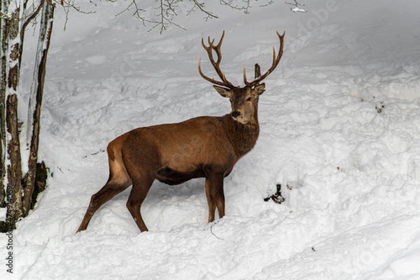 Fototapeta Cerf dans les montagnes enneigées
