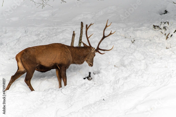 Fototapeta Cerf dans les montagnes enneigées
