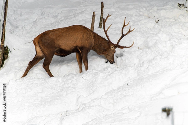 Fototapeta Cerf dans les montagnes enneigées
