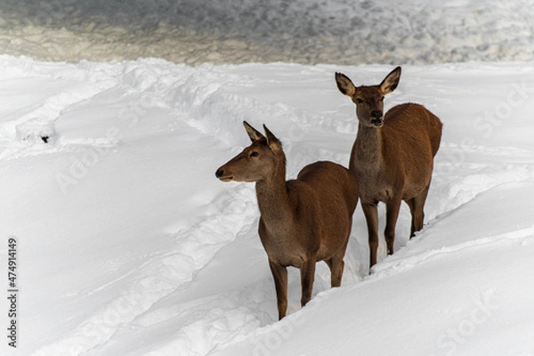 Fototapeta Cerf dans les montagnes enneigées
