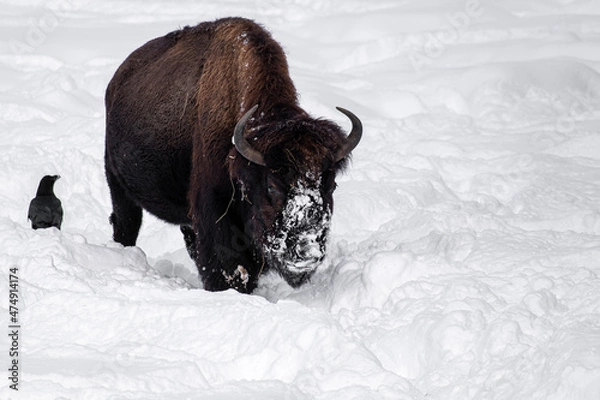 Fototapeta Bison dans la neige au Jura Suisse