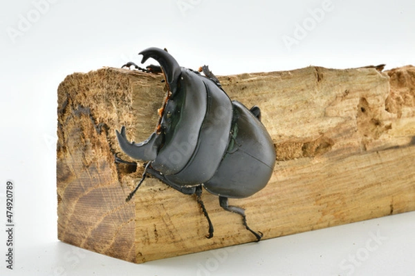 Obraz アルキデスヒラタクワガタ
