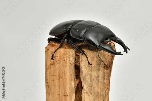 Obraz アルキデスヒラタクワガタ
