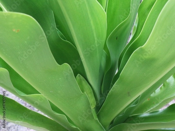Obraz close up of leaves