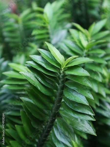 Obraz fern leaf background