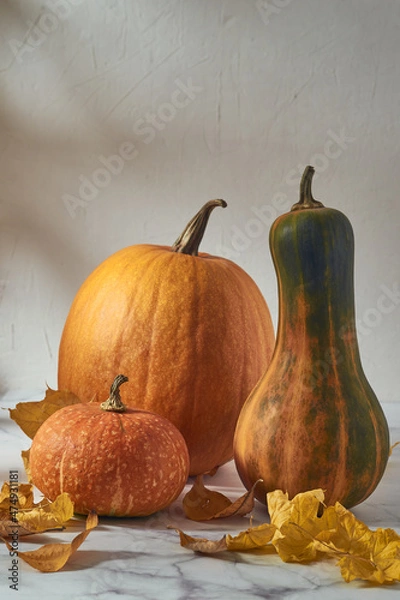 Fototapeta Still life of three pumpkins of different sizes, shapes and colors on a light table on a white background, next to it are autumn yellow leaves