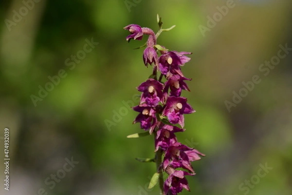 Fototapeta Rotbraune Stendelwurz