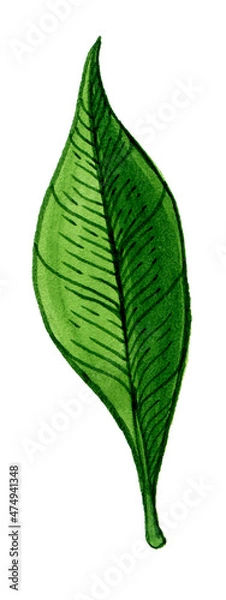 Fototapeta Leaves and branches of an evergreen salal, shallon, or simply gaultheria plant isolated on white background. Watercolor elegant hand drawn