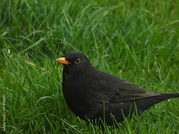 Obraz Amsel