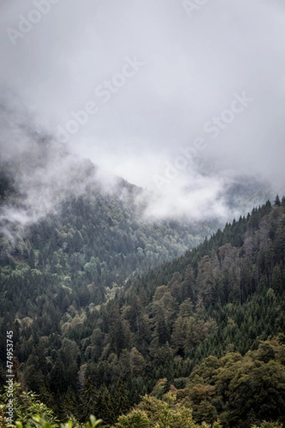 Fototapeta Black Forest