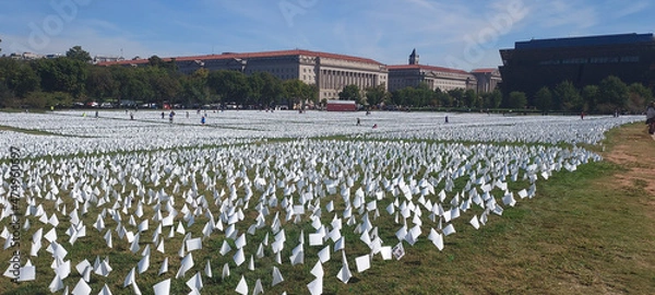Obraz field of flowers
