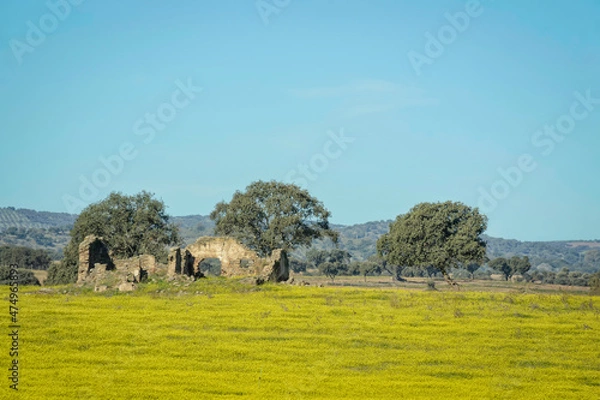Fototapeta A collapsed house in a field with cork trees