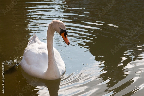 Fototapeta White beautiful swan swims on a lake with green water in clear sunny weather