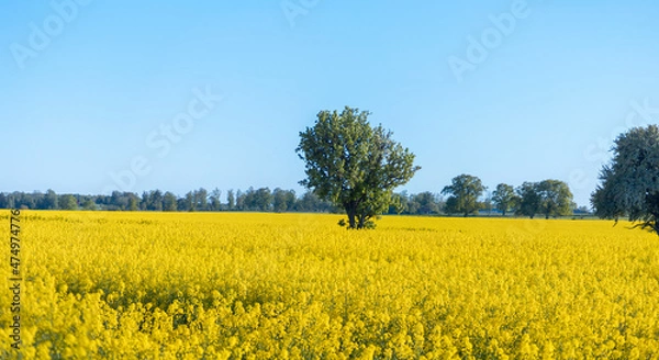 Fototapeta A rapeseed field in Sweden during late spring with some trees in the horizon