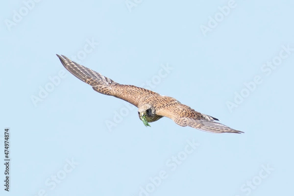 Fototapeta Falke mit Beute