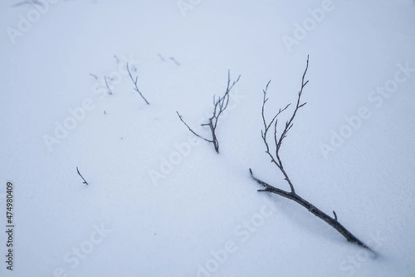 Obraz Tree branches in the snow