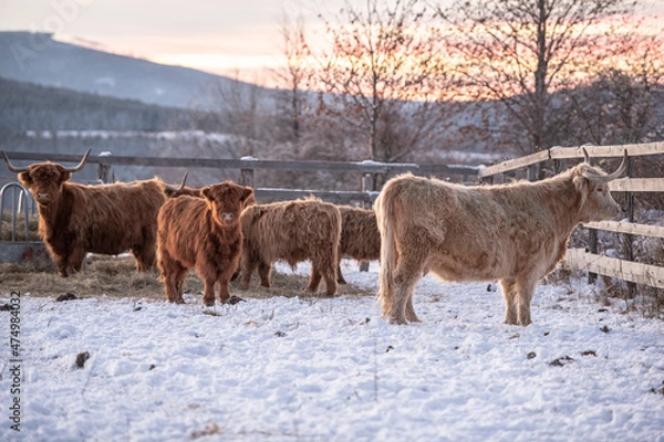 Obraz highland cattle in winter