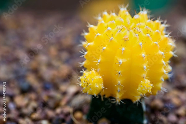 Fototapeta Close up colorful small cactus plant with beautiful yellow flower blossom on the tree of Ruby Ball, grafted cactus or Moon Cactus, Macro of Gymnocalycium mihanovichii