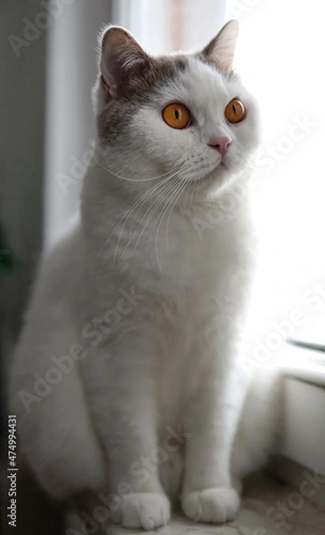 Fototapeta gray portrait