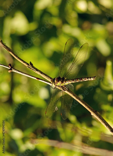 Fototapeta In the summer a dragonfly sat on a branch