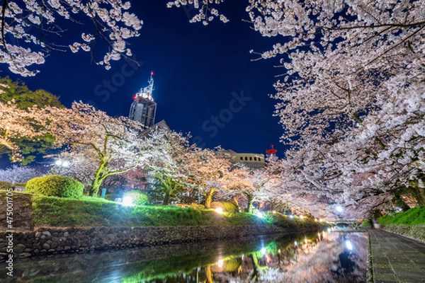 Fototapeta 松川べりの桜並木　ライトアップ