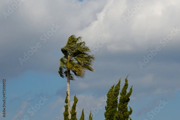 Obraz 風に負けず佇む棕櫚の木