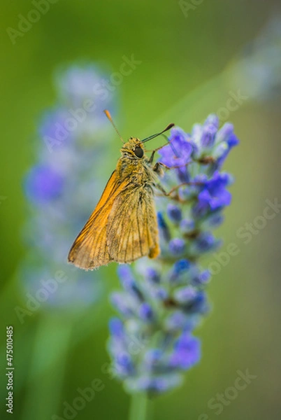 Fototapeta Farfalla sul fiore