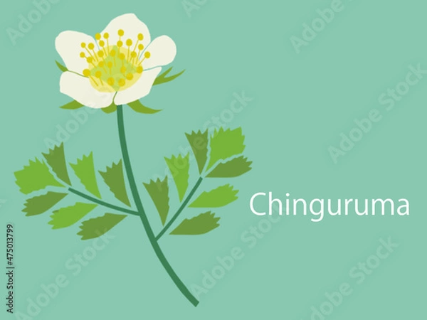 Obraz 花・チングルマ