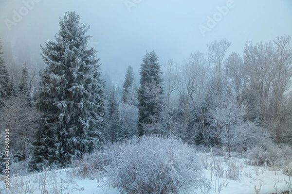 Obraz snow covered trees in winter