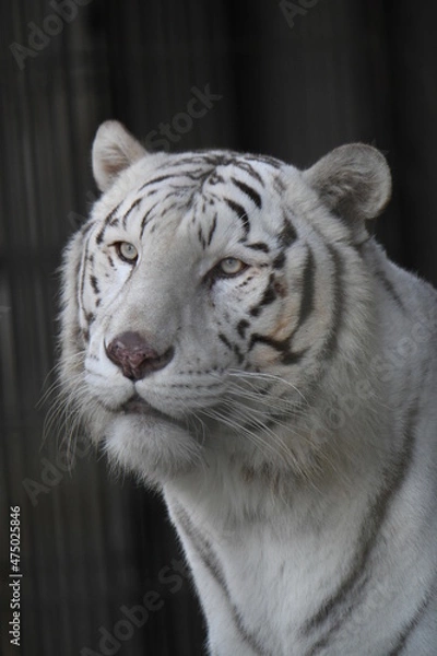 Fototapeta ホワイトタイガー