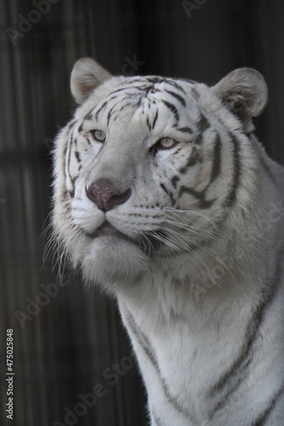 Fototapeta ホワイトタイガー
