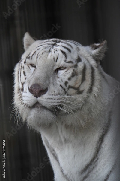 Fototapeta ホワイトタイガー
