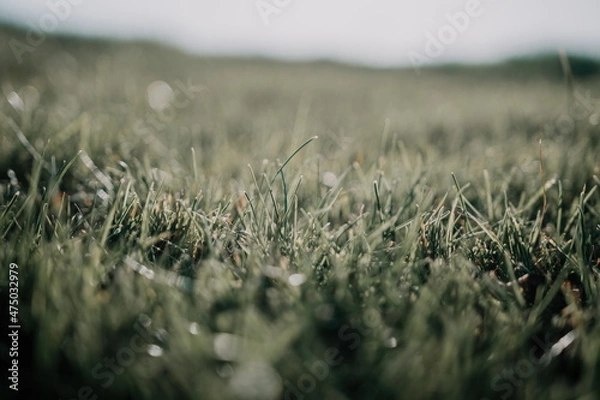 Fototapeta Close up of the green grass lawn with sun beam, soft focus, copy space.
