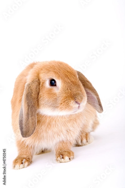 Obraz brown-white bunny