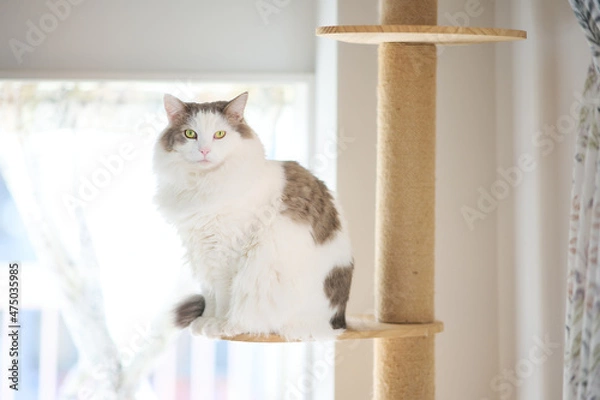 Obraz 家のキャットタワーの上に座っている白猫