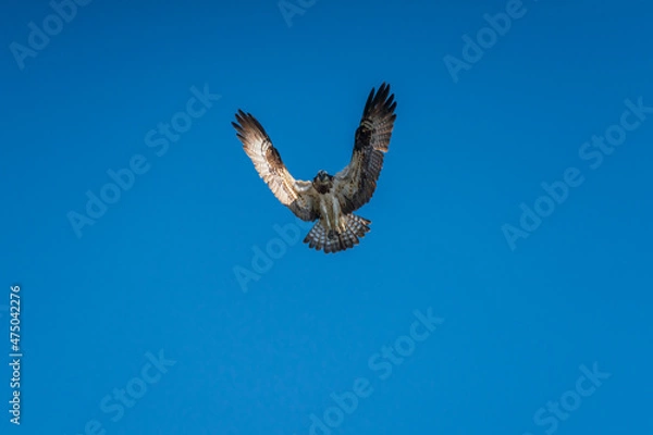 Obraz ホバリングするミサゴ