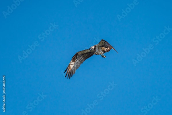 Obraz ホバリングするミサゴ