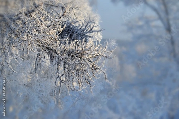 Fototapeta tree branch